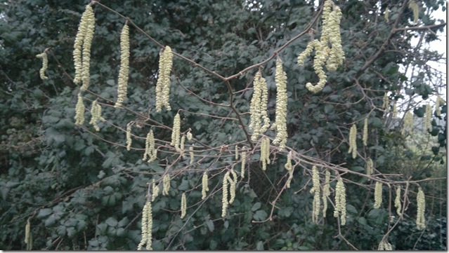 Catkins Catkins