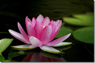 Lotus Flower