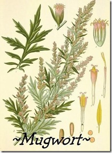 Mugwort