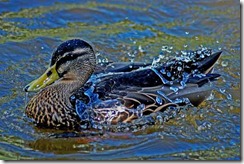 Water Off A Ducks Back