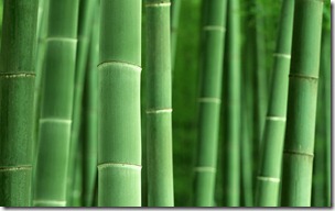 Bamboo