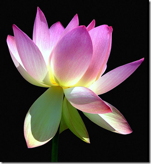 Death - A Buddhist Viewpoint