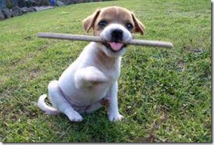 Jack Russell with a stick