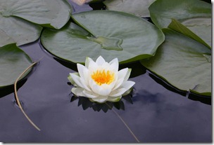 Poison Into Medicine