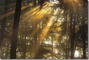 A Little Ray Of Light