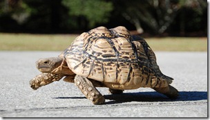 The Tortoise & The Hare
