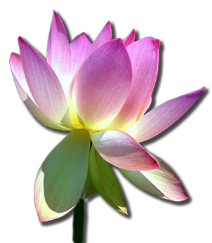 The Lotus Sutra