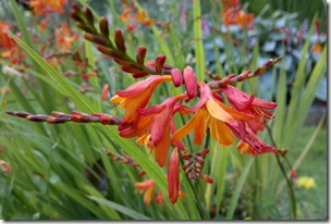 Flowers Of Happiness