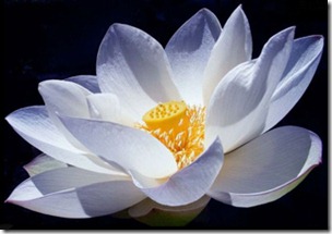 The Lotus Flower