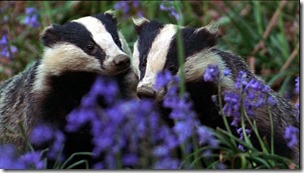 Badgering The Scientists