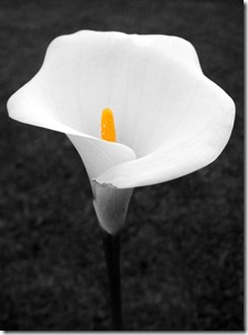 Merely Another Beginning