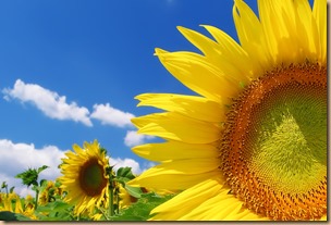 Happiness, What Is Happiness?