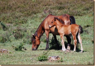 New Forest Pony and Foal