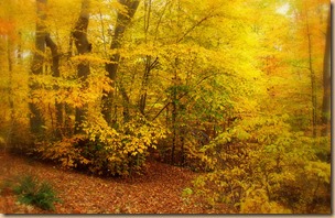 Are You Looking For Your Path?