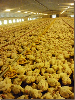 Factory Farming