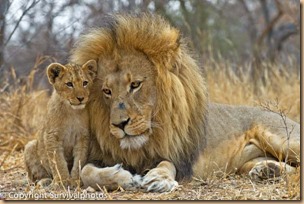 Remember, a lion is a lion because he roars