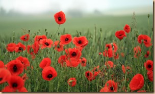 A Field Of Poppies